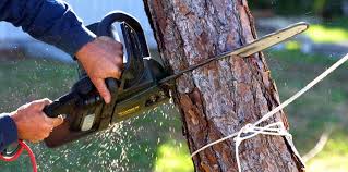 Professional Tree Services in Zephyrhills West, FL