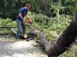 Best Leaf Removal  in Zephyrhills West, FL