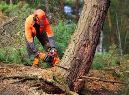 Best Storm Damage Tree Cleanup  in Zephyrhills West, FL