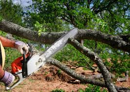 Best Tree Mulching  in Zephyrhills West, FL
