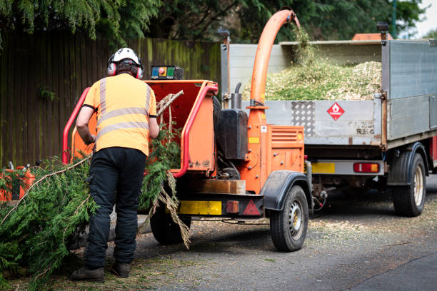 Best Lawn Disease Treatment  in Zephyrhills West, FL