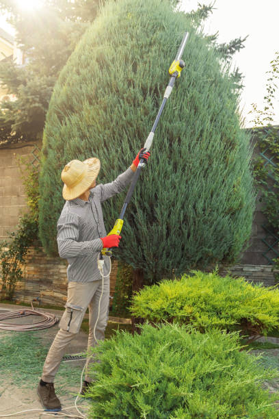 Best Tree Maintenance Programs  in Zephyrhills West, FL