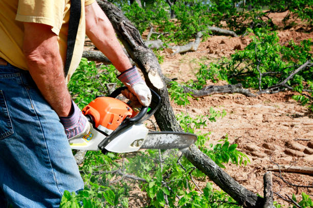Lawn Drainage Solutions in Zephyrhills West, FL