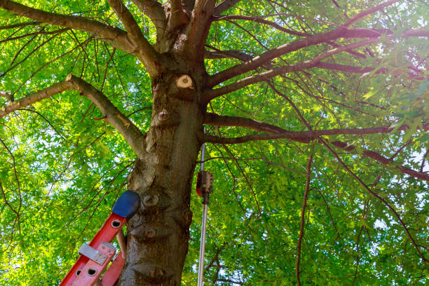 Best Tree Cabling and Bracing  in Zephyrhills West, FL
